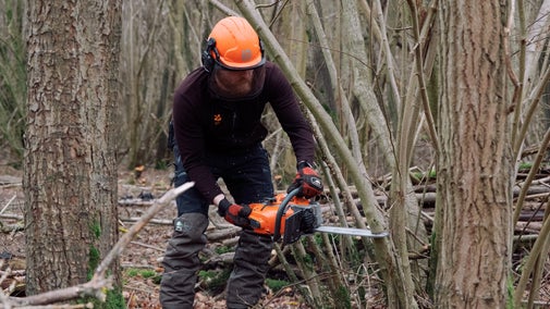 A National Trust ranger creating a coppice using a chainsaw at Hatfield Forest, Essex